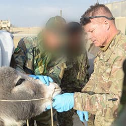 A veterinarian serving in Civil Affairs trains his Afghan counterpart in 2013.