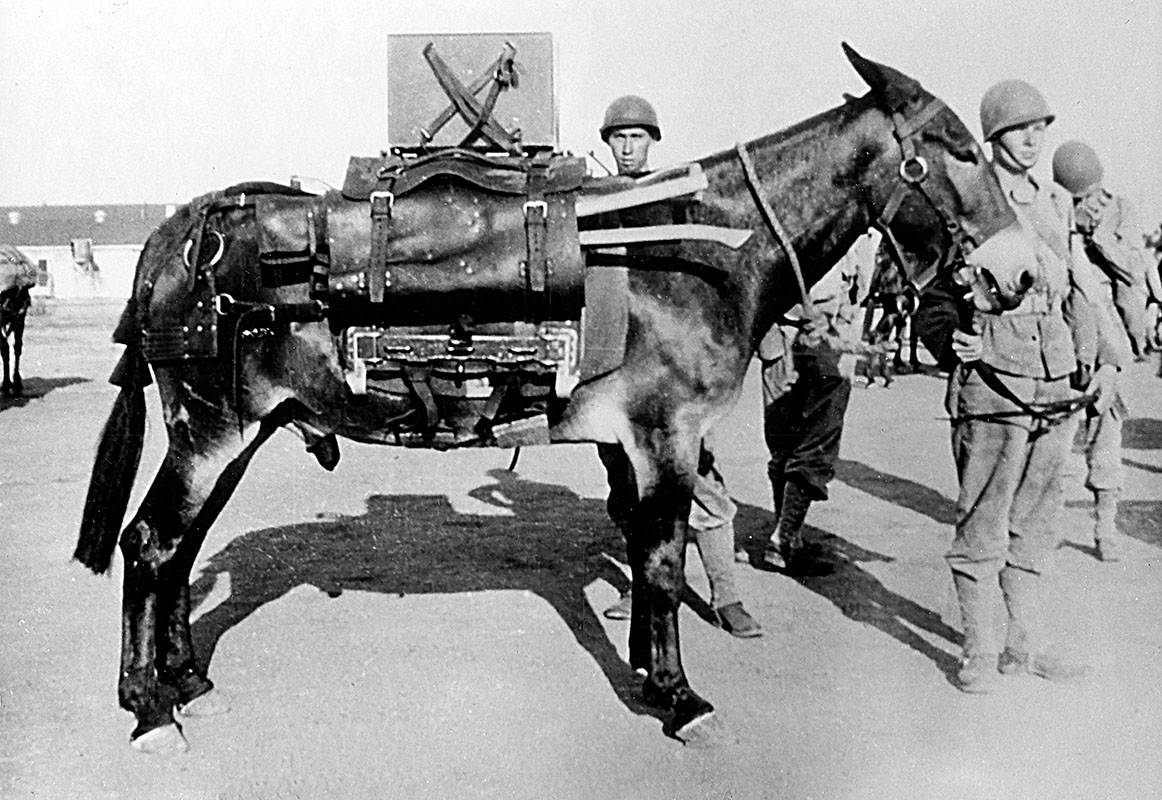 Army Pack Mule