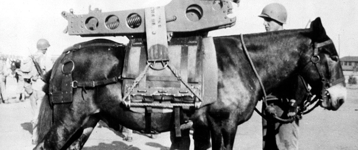 Mule carrying a Howitzer tube with muzzle and breech covers.