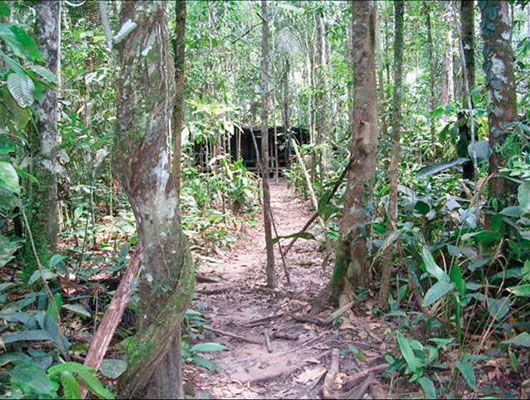 View through the jungle to a FARC base camp area. The camouflage and locations of most base camps require soldiers on the ground and extensive intelligence gathering to find them. PSYOP product–induced FARC surrenders provided guides to the hidden camp locations.