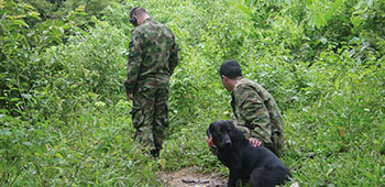 An alternate method is to use an explosive dog to find IEDs.