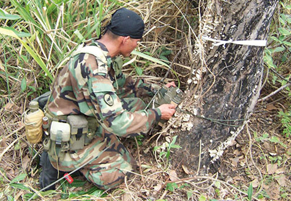 A Colombian special forces soldier sets charges on a tree. One challenge is to use just enough to clear the tree and not waste explosives.