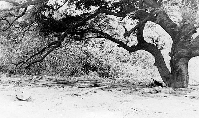 The primary signs of human life that the MU and OG teams found on Foul Island were not Japanese, but British. At the base of this tree was an emergency cache of supplies for downed pilots.