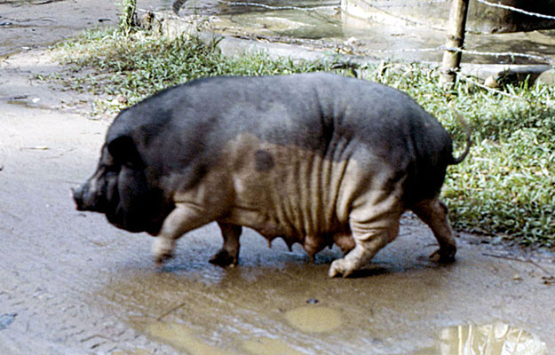 The “Pot-Belly” pig