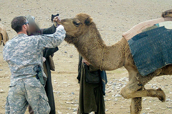 VETCAPs extended to treating the camels that were part of the local livestock. This camel has one leg tied to curtail his movement during treatment.