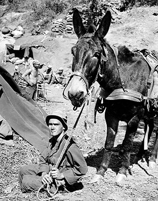 Private First Class James L. Miller, L Company, 3rd Battalion, 475th Infantry, rests with his mule prior to climbing a steep grade on 10 February 1945. Carrying the majority of the unit’s supplies, mules were critical to MARS Task Force operations.