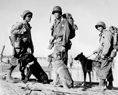 The MARS Task Force had sections of “war dogs” assigned to both the 475th Infantry Regiment and the 124th Cavalry Regiment.