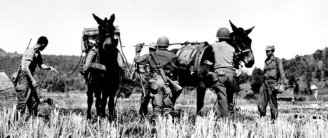 475th Infantry Regiment Lead Mules Across River New 8x10 World War II Photo