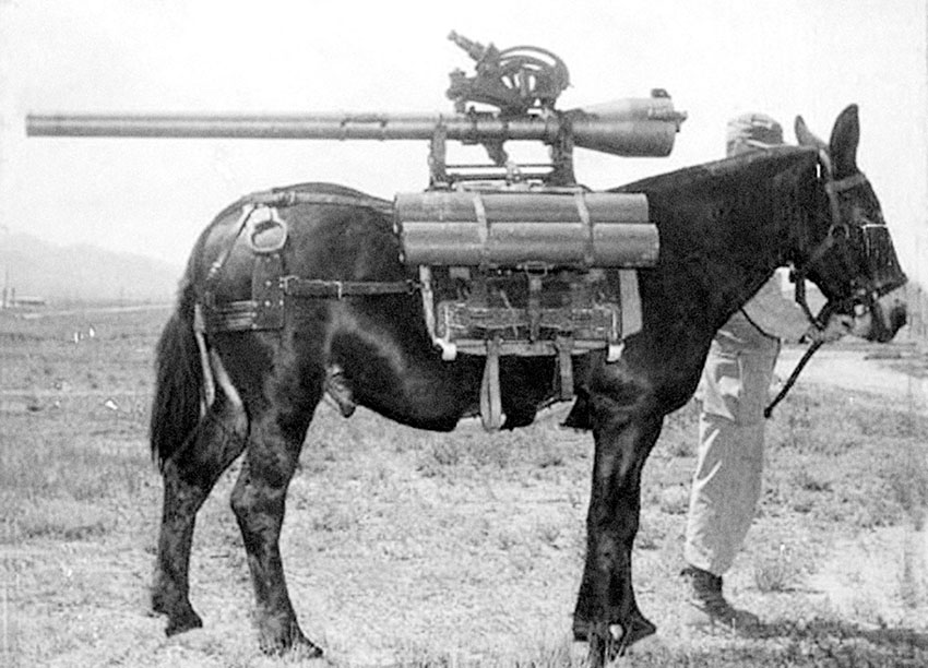 An Army mule loaded with a 57 mm Recoilless Rifle.