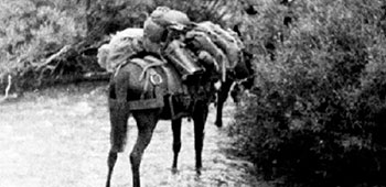 The 10th SFG revived the WW II use of pack mules to transport their supplies and equipment.